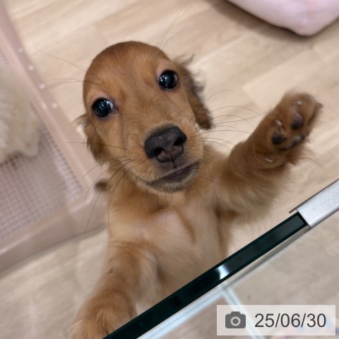 ミニチュア・ダックスフンドの写真