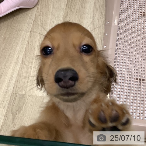ミニチュア・ダックスフンドの写真