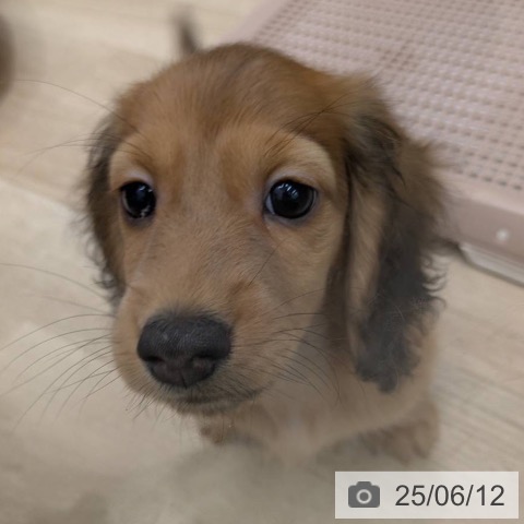 ミニチュア・ダックスフンドの写真