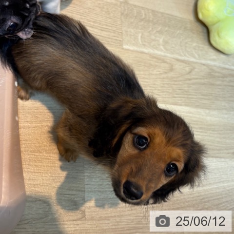 ミニチュア・ダックスフンドの写真