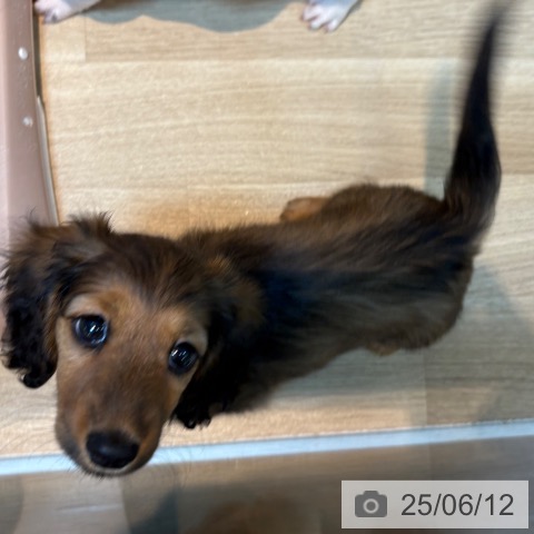 ミニチュア・ダックスフンドの写真