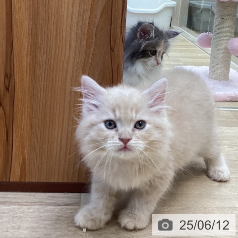 ラガマフィンの写真