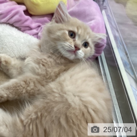 ラガマフィンの写真