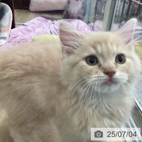 ラガマフィンの写真