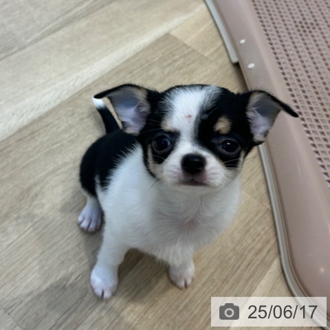 チワワの写真