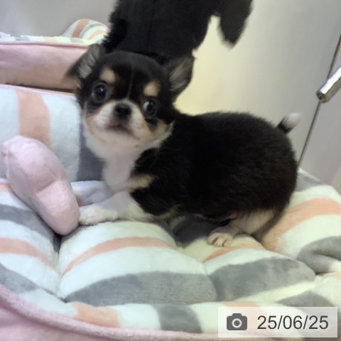 チワワの写真