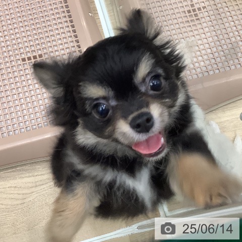 チワワの写真