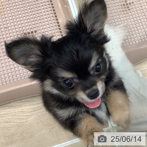 チワワの写真