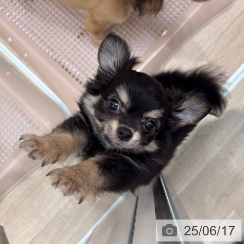 チワワの写真