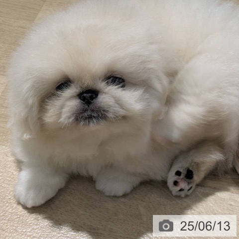 ペキニーズの写真