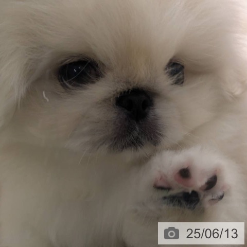 ペキニーズの写真