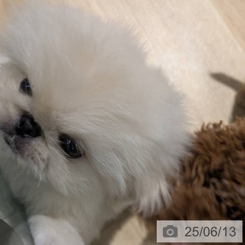 ペキニーズの写真