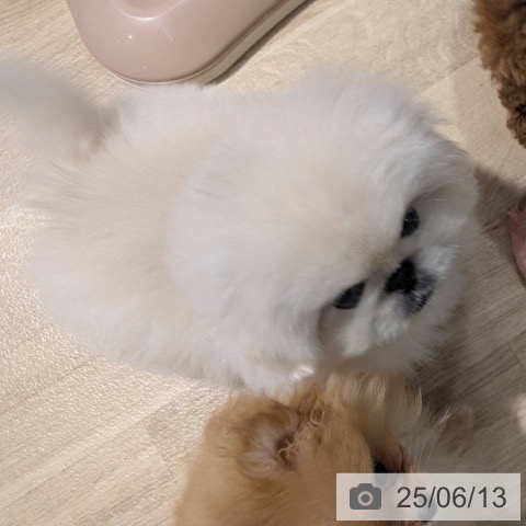 ペキニーズの写真