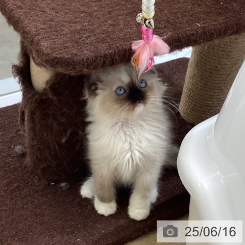 ラグドールの写真