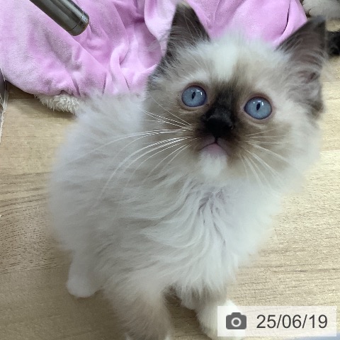 ラグドールの写真