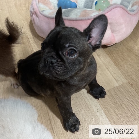 フレンチ・ブルドッグの写真