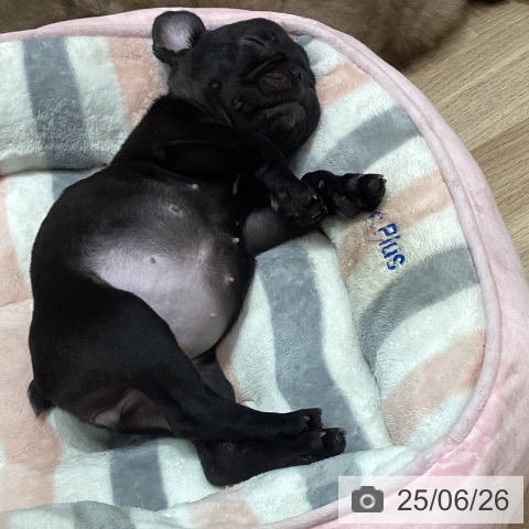 フレンチ・ブルドッグの写真