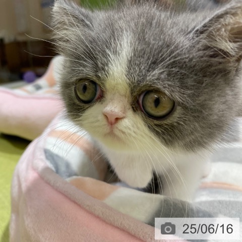 エキゾチック・ショートヘアの写真