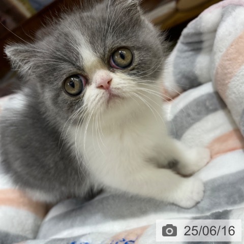 エキゾチック・ショートヘアの写真