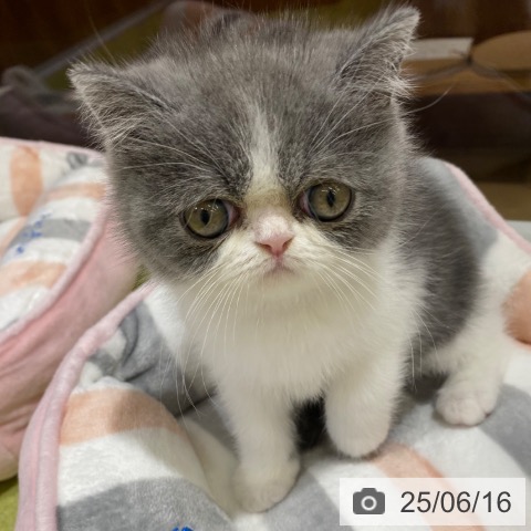 エキゾチック・ショートヘアの写真