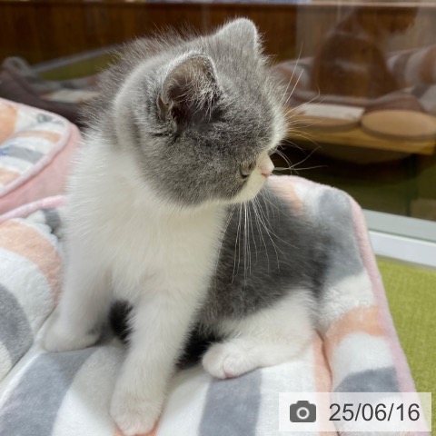 エキゾチック・ショートヘアの写真