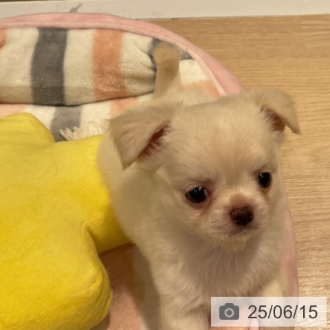 チワワの写真