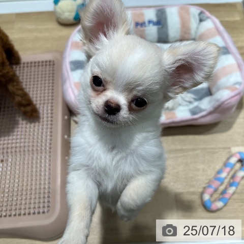 チワワの写真