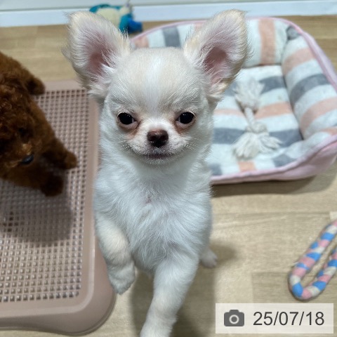 チワワの写真