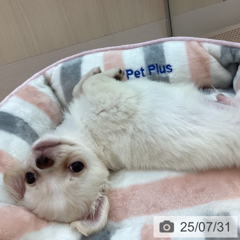 チワワの写真