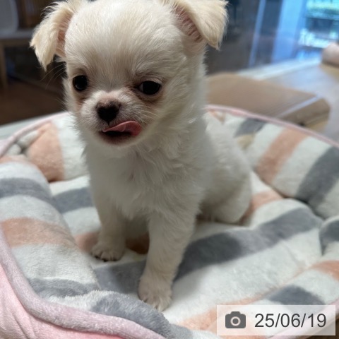 チワワの写真
