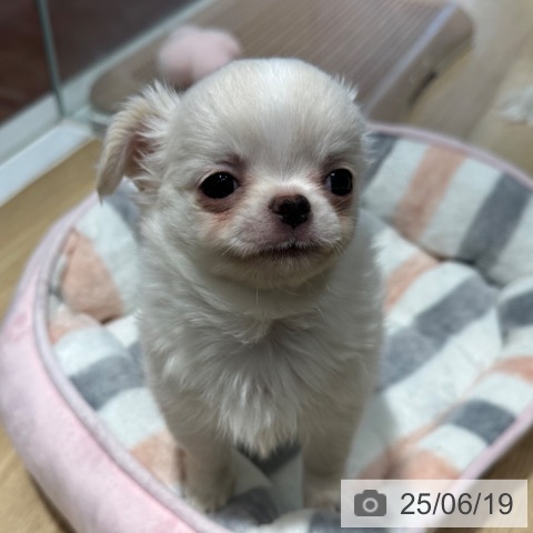 チワワの写真