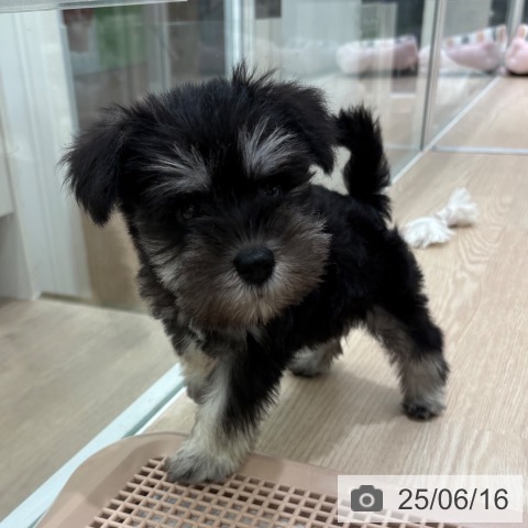 ミニチュア・シュナウザーの写真