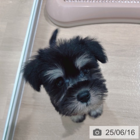 ミニチュア・シュナウザーの写真