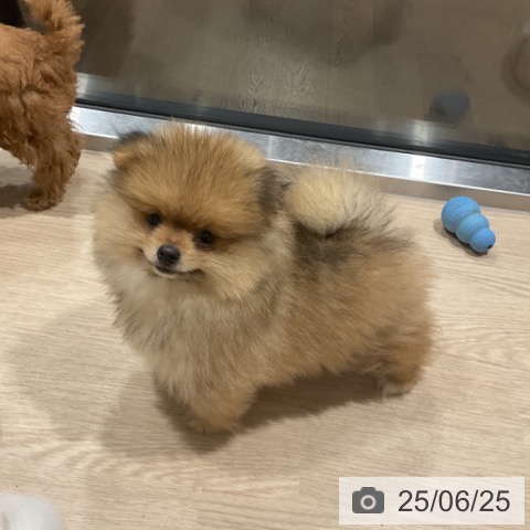 ポメラニアンの写真