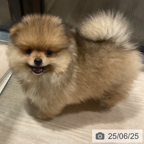 ポメラニアンの写真
