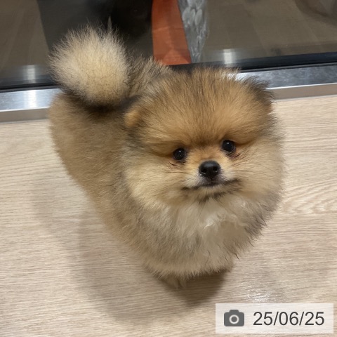 ポメラニアンの写真