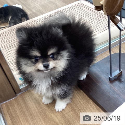 ポメラニアンの写真