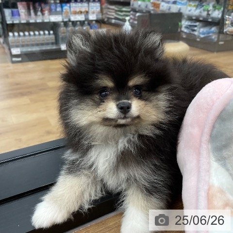 ポメラニアンの写真