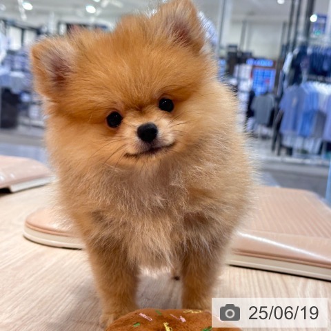 ポメラニアンの写真