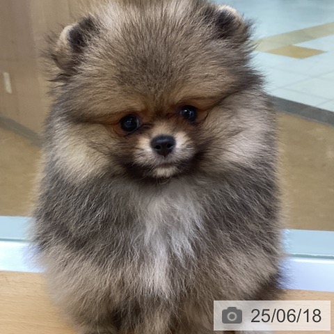 ポメラニアンの写真