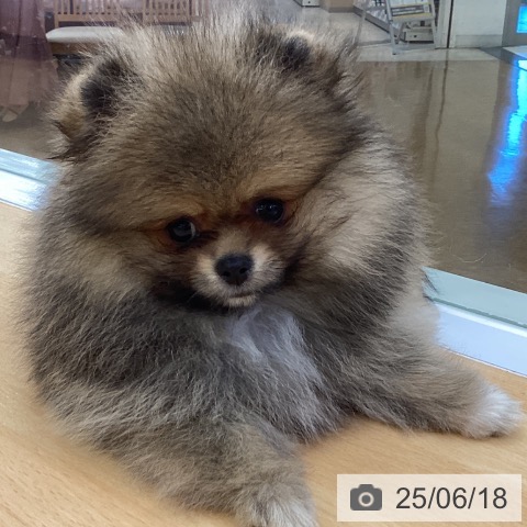 ポメラニアンの写真