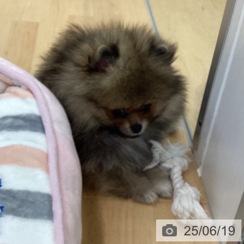 ポメラニアンの写真