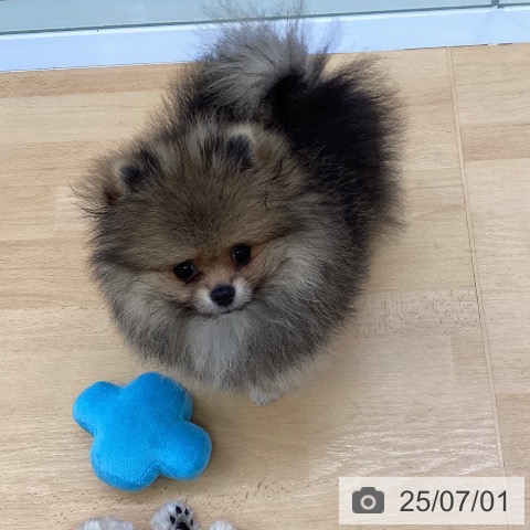 ポメラニアンの写真