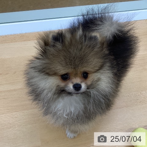 ポメラニアンの写真