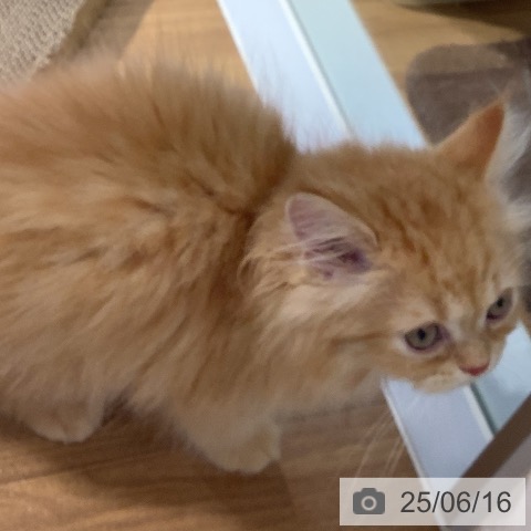 ミヌエットの写真