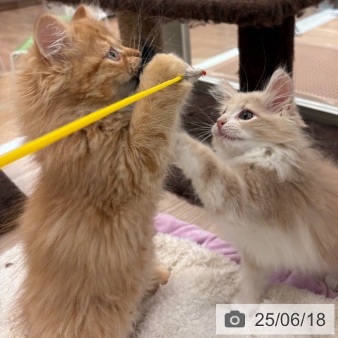 ミヌエットの写真