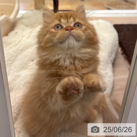 ミヌエットの写真