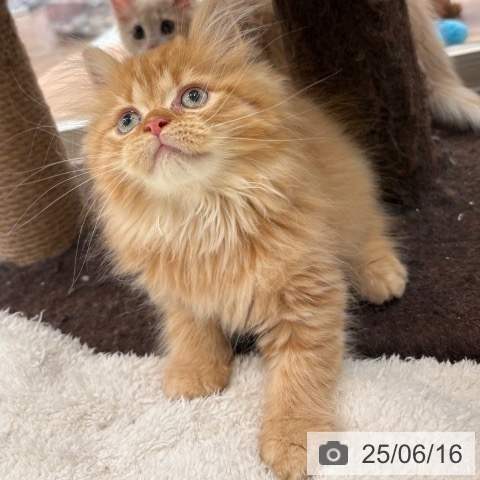 ミヌエットの写真