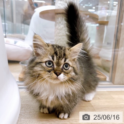 ミヌエットの写真