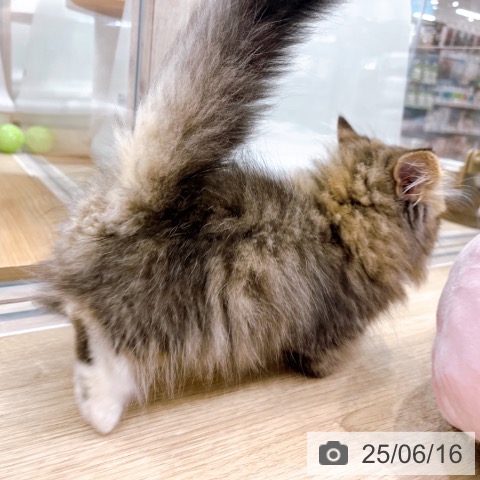 ミヌエットの写真